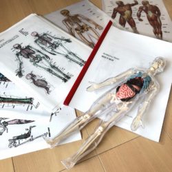 RYT200 ヨガ解剖学 yoga anatomy